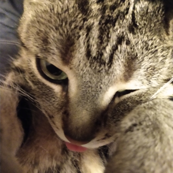 FUNDRAISER 4 RESCUE! - Picture 15 of 16